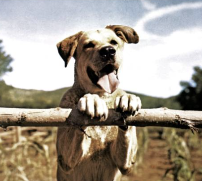 Did Kristi Noem never watch Old Yeller?